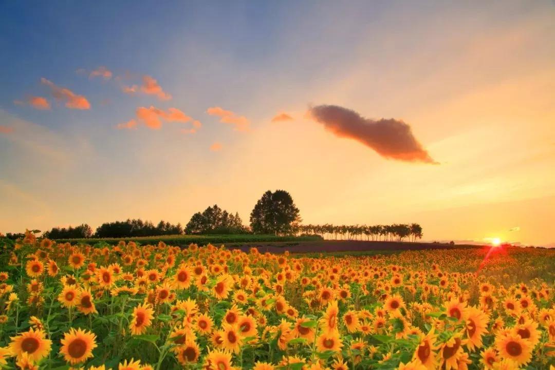 吃喝玩乐日本游丨富良野和美瑛的花儿开好了 在油画般的花田里骑行才是正经事 公园