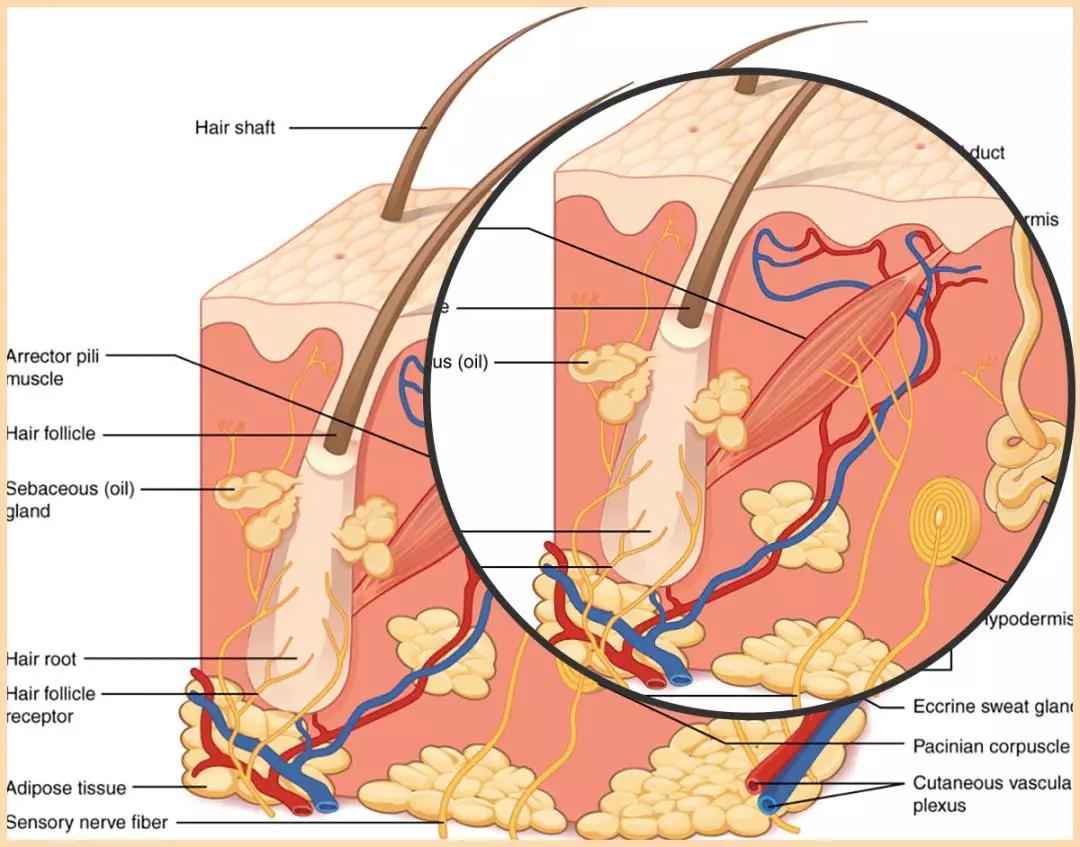 thymic corpuscle图片