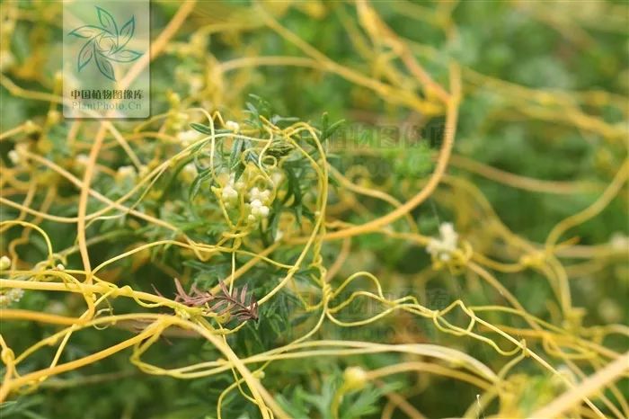 南方菟丝子箨指竹笋外层一片一片地皮,笋壳.