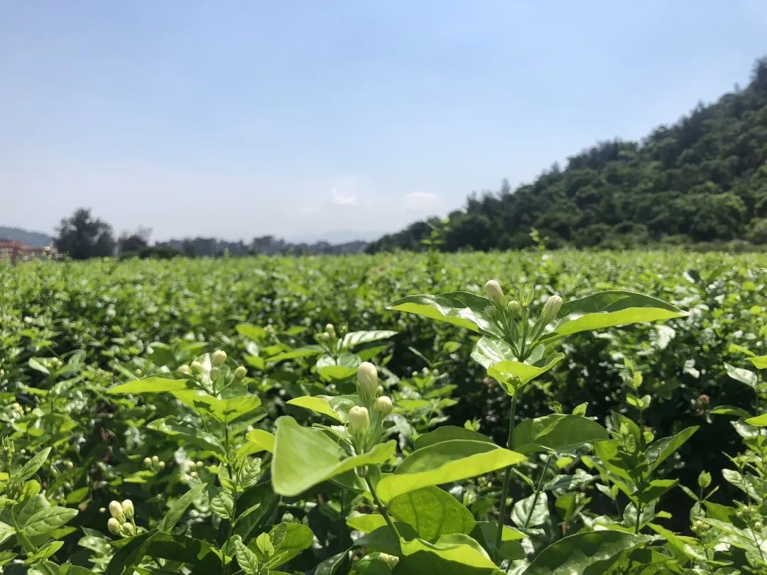 好一朵美麗的茉莉花 ,美了環境,富了群眾!_種植