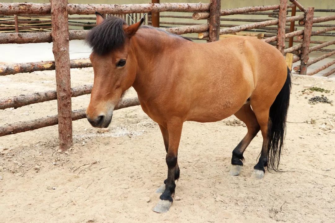 来汾阳贾家庄民俗动物园玩民俗看动物逛贾街