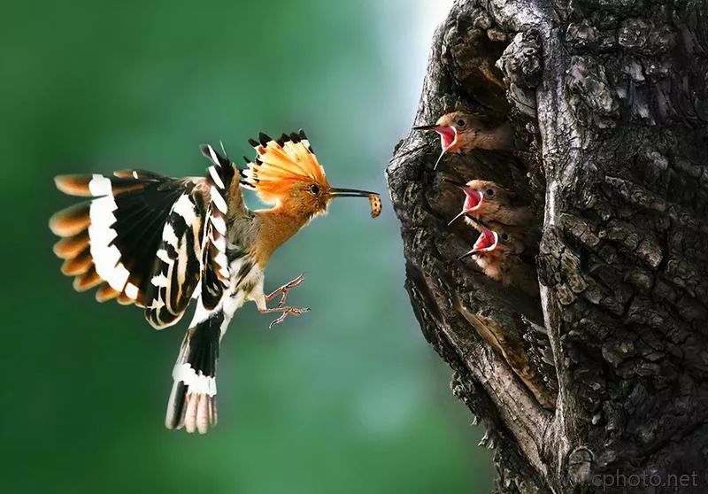 第二届珠海国际摄影展暨2019珠海海洋文化摄影展获奖作品欣赏一