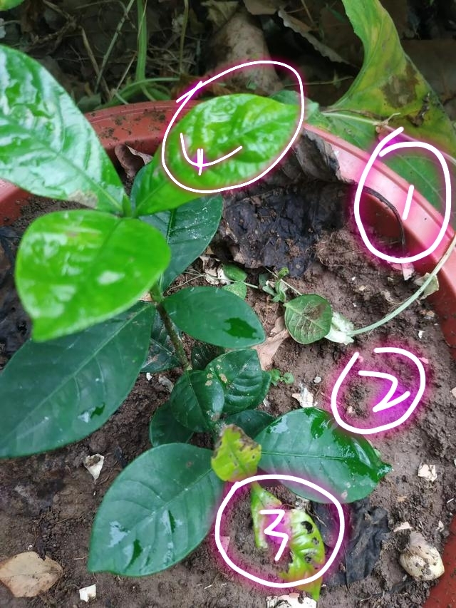 三伏天养栀子花烂叶子了是怎么回事做到好3点养护