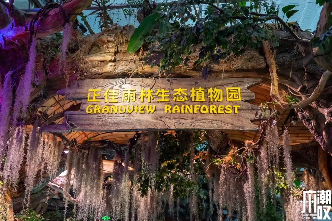 正佳雨林生态植物园就在商场7楼,15000㎡超大面积,涵盖800 种奇妙生物