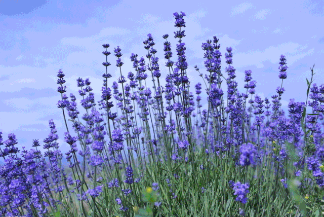 每一处薰衣草田都是一幅如梦如幻的浪漫画卷,还散发着独特的幽香,分