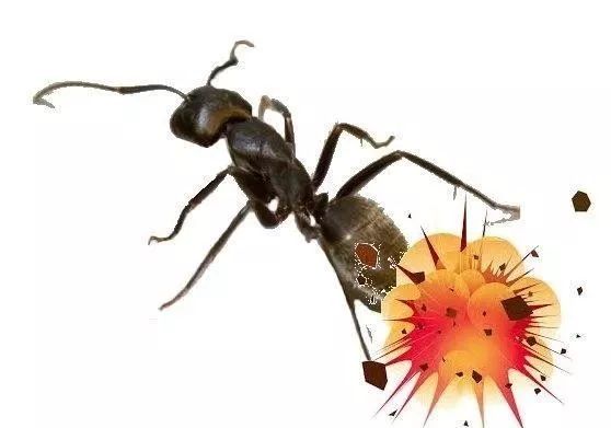 这是桑氏平头蚁的一种自我毁灭的防御机制,工蚁的身体内有一种充满毒