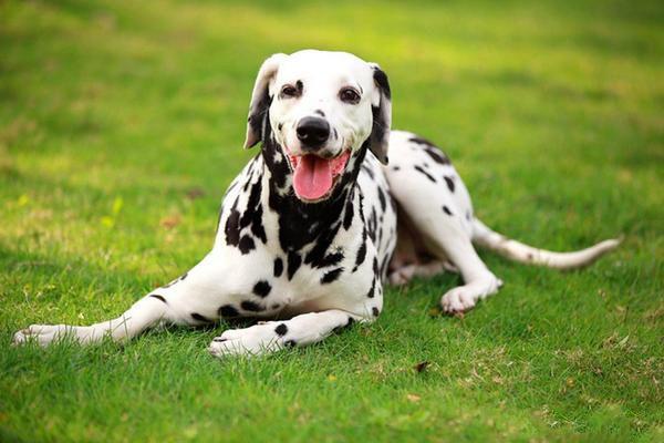 中型犬品种大全聪明图片