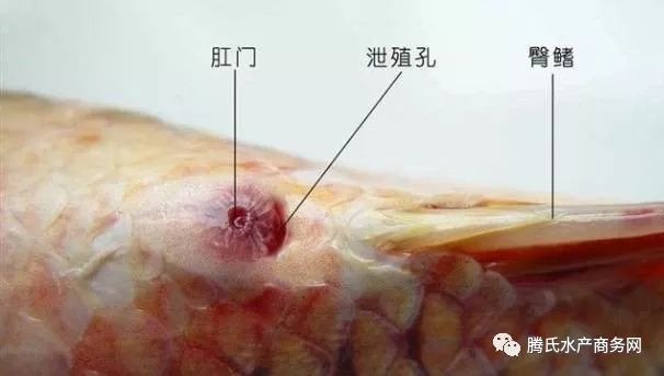 水產人必備魚類外部形態與內部器官最全講解