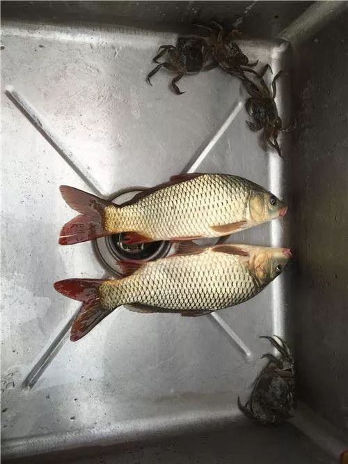 征文钓鱼人的最爱野战蓝鲫