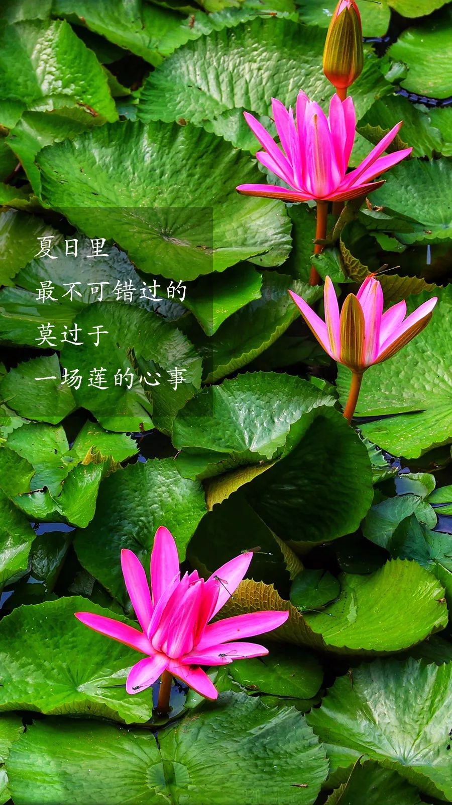 勿动,勿动标识图片,勿动壁纸_大山谷图库