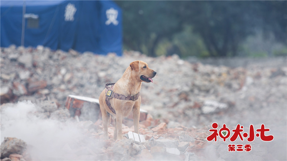 神犬小七3步枪围剿行动壮烈牺牲救援队陷入哀痛