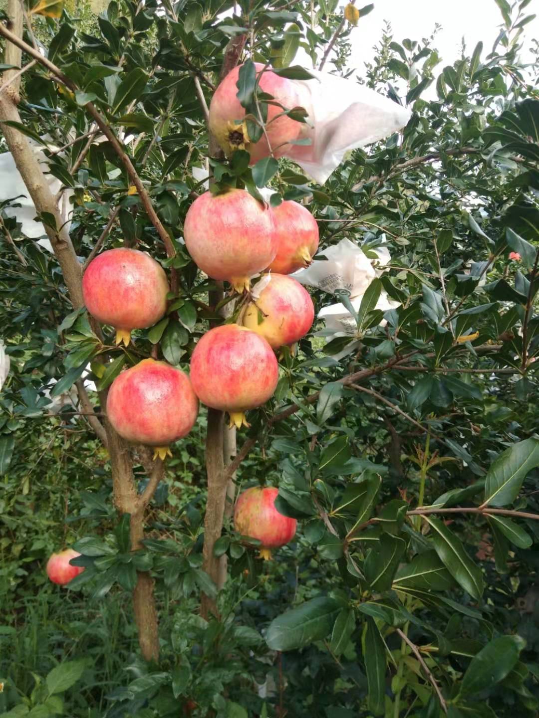 文子精品果園的石榴生長自然環境