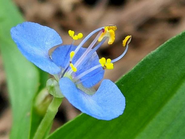 "饭包草"蓝色花开送清凉