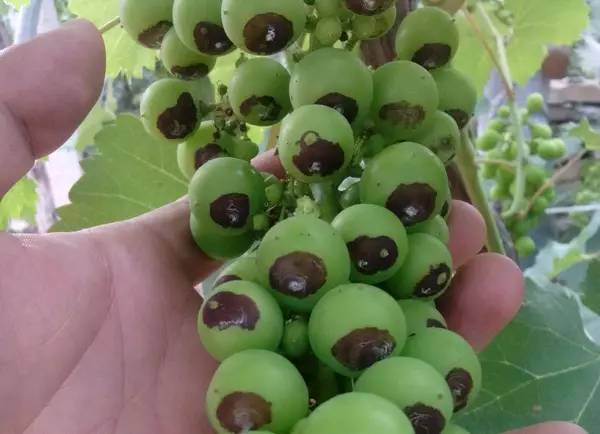 葡萄上的白霜不是药是好品质的标志