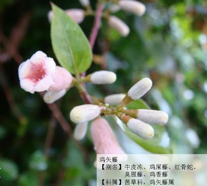 葡萄科的植物木香金边扶芳藤花边扶芳藤弥猴桃图文源于植物前沿 如