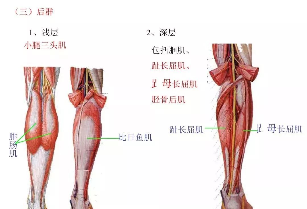 奥迪氏括约肌解剖图图片