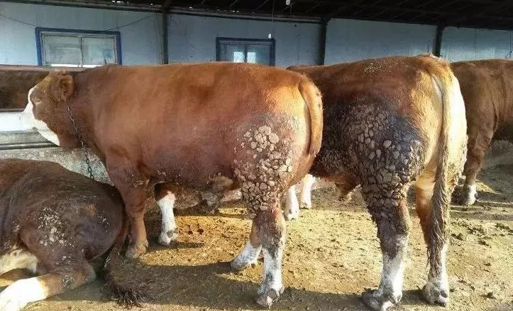 母牛十分容易发生肢蹄疾病,例如腐蹄病,蹄叶炎,关节炎及口蹄疫后遗症