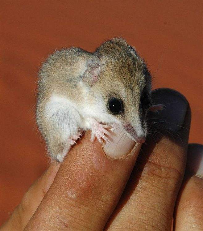 澳洲最"疯狂"的动物:交配时间可达14小时,公鼩还会当场死亡!