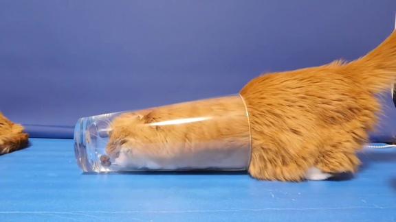 缩骨猫钻玻璃瓶胖猫进出毫不费力