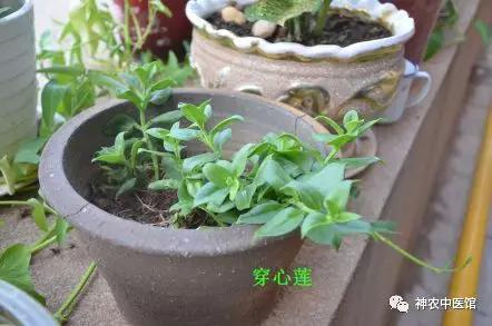 株洲中医尹跃兵教授杏林妙手情钟岐黄