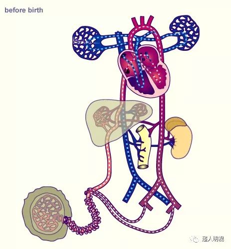 胎儿血液循环模式图片