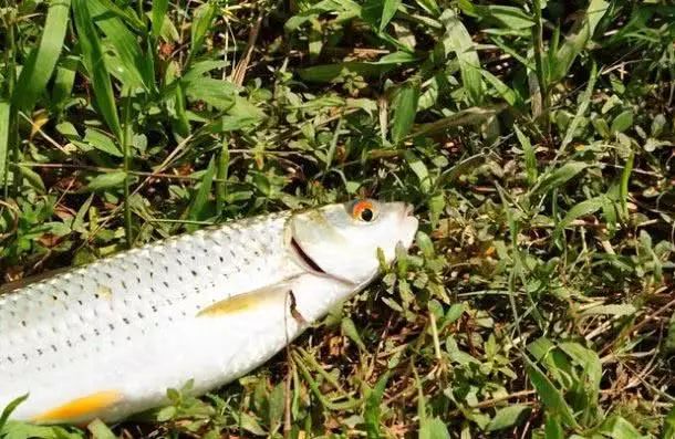 此鱼的拉力是一股"钻"的力量,用软竿作钓常常会被它们拉成满月状的