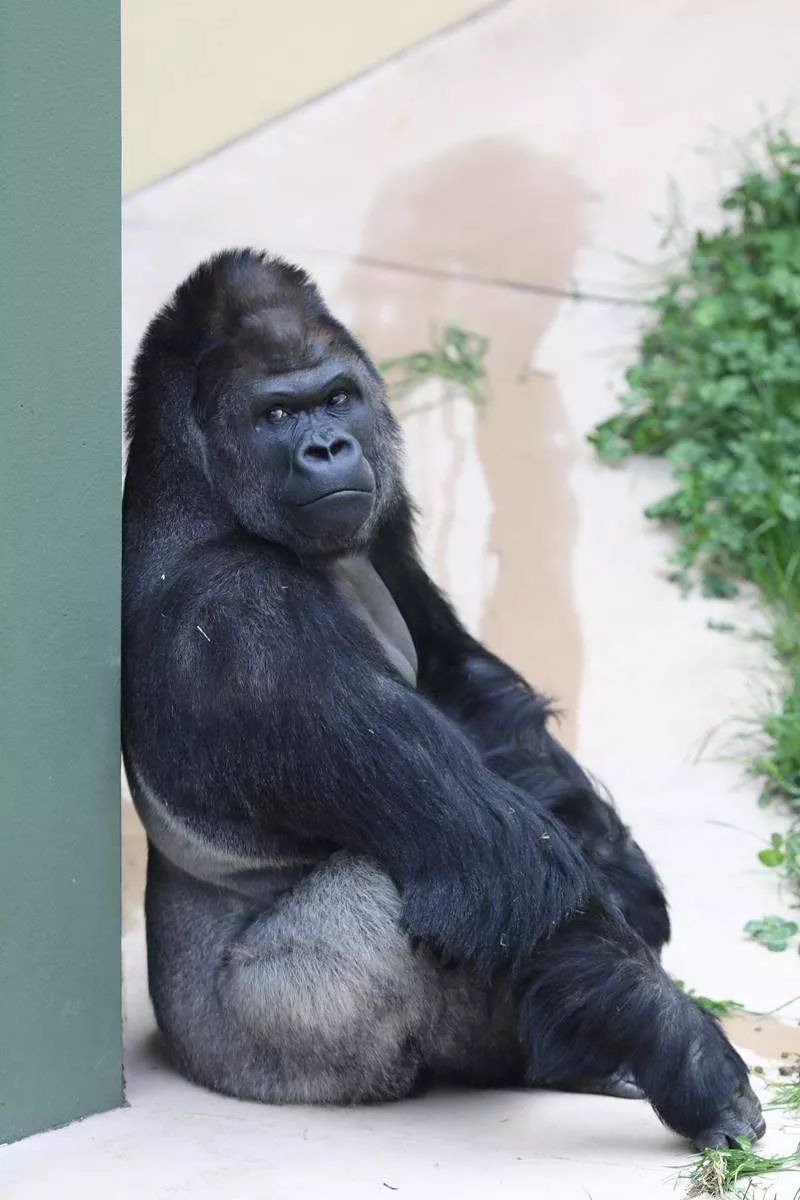 日本推出型男猩猩抱枕抱着入睡超有安全感