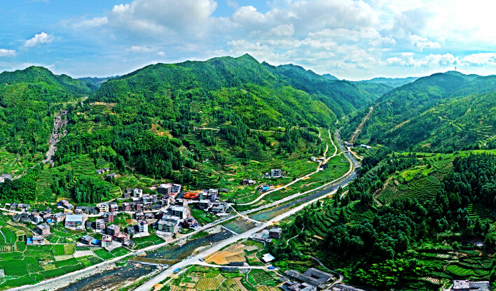 绿水青山茶园飘香丰顺八乡山龙岭村