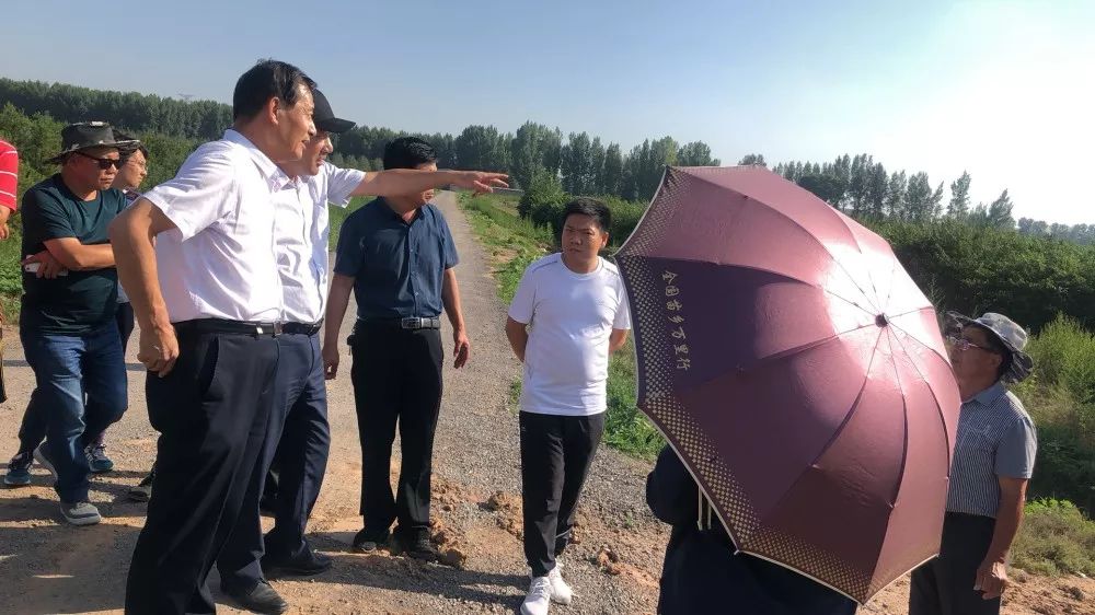 国槐树苗价格多少每棵