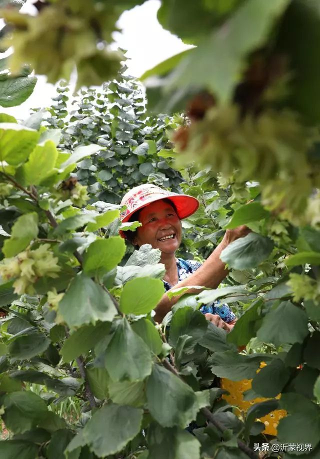 杏山子村农民张美兰在采摘大榛子.