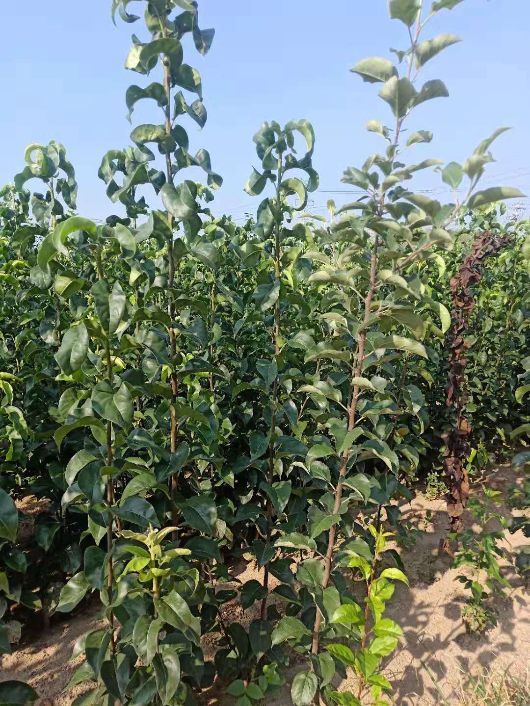 早酥红梨苗简介如何选择一棵优质早酥红梨树苗