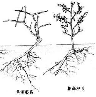 树木出现问题先看根系来听听苗木界资深老中医怎么说