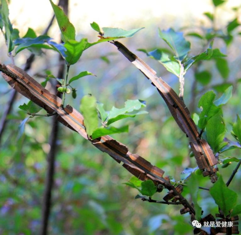 这个是什么?像是卫矛查了一下这个树韭菜能包饺子吗?