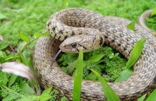 紧急福建这里近100人被蛇咬去年有人被咬死这动作千万别做