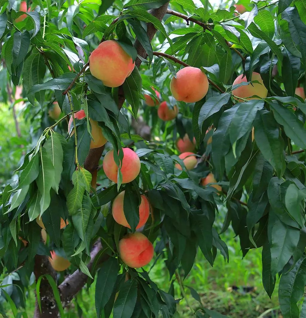 2019鲜桃季如约而至,十里桃源平谷桃,大桃采摘季启动啦!