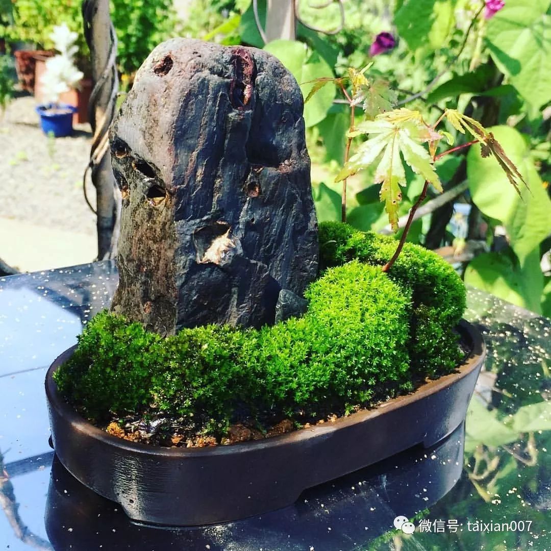 捡一片青苔做成盆景