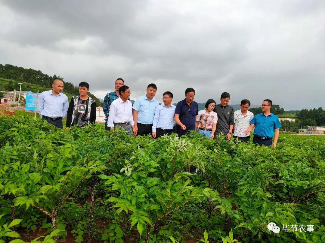 貴州魔芋首席專家丁海兵一行考察威寧魔芋產業