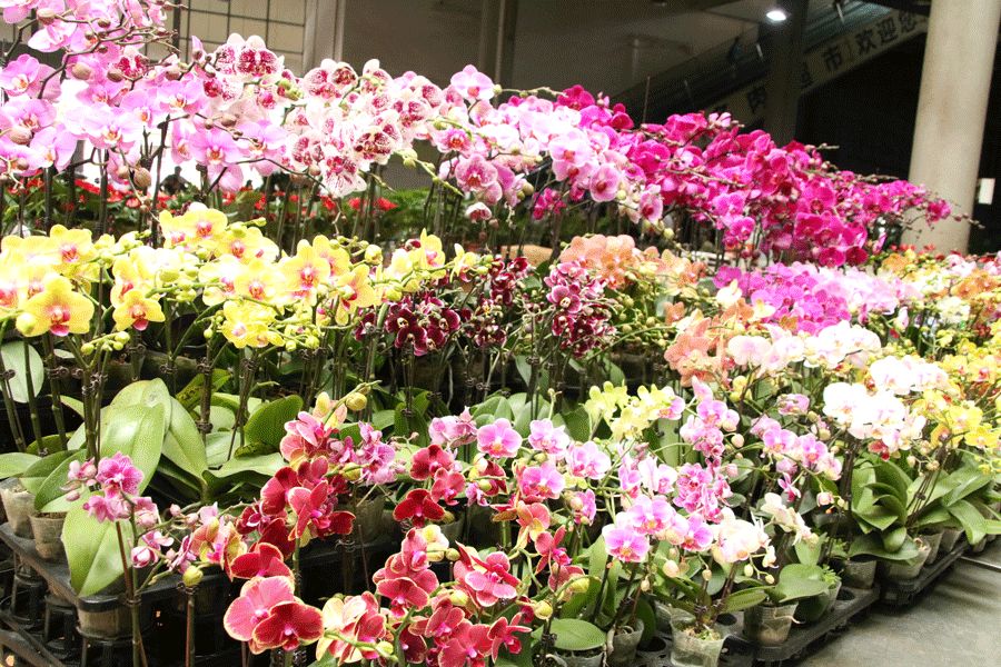 世界春城花都赴一场春暖花开之旅斗南逛花花世界享花花生活