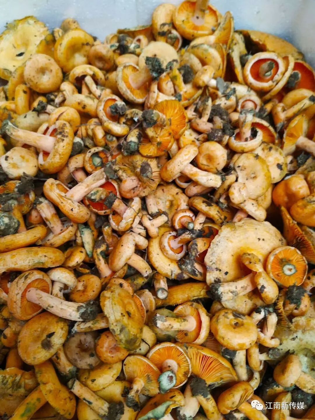 (松滋独特的野山菌松花菌)(松滋独特的野山菌松花菌)松滋乡村小炒松花