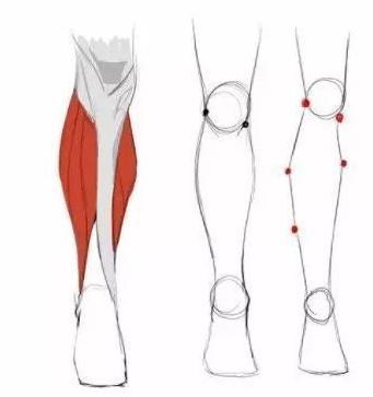 超详细教你如何绘画人物的小腿!_线条