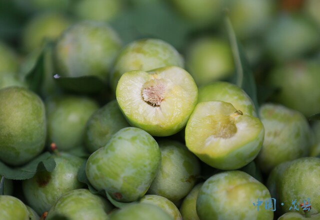 茂县5万余亩羌脆李陆续成熟上市 预计产量达6万吨_种植