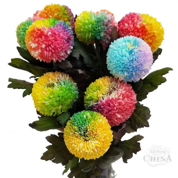 炫彩染色菊花的分类上线了!