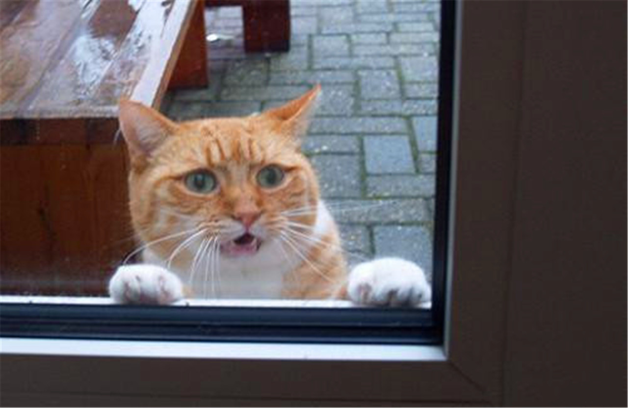 猫咪被关门外很着急,扒玻璃上向主人求救,超没耐心