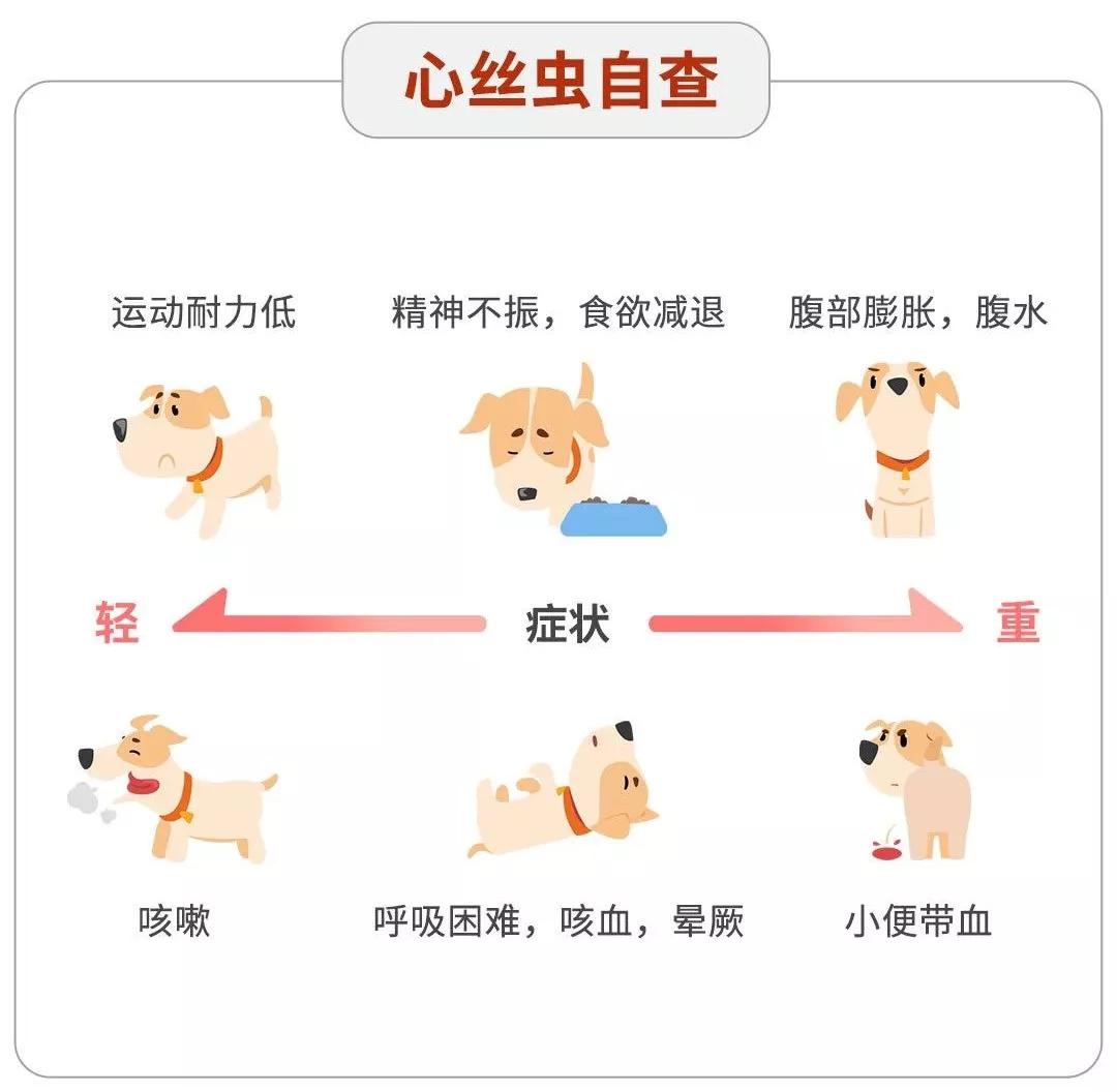 由于之前国内对心丝虫病未引起足够的重视,一些潜在感染或症状不明显