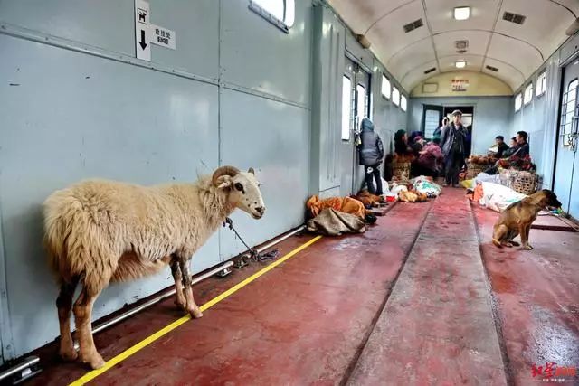 改造↑图为列车长给彝族旅客传宣铁路安全乘车知识,管好家畜注意卫生