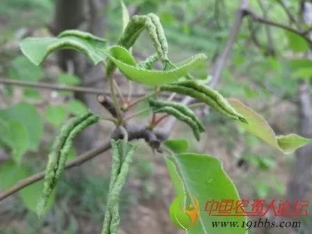 梨瘿蚊防治关键时期为越冬蛹羽化前1周(3月下旬至4月上旬),第一和第二