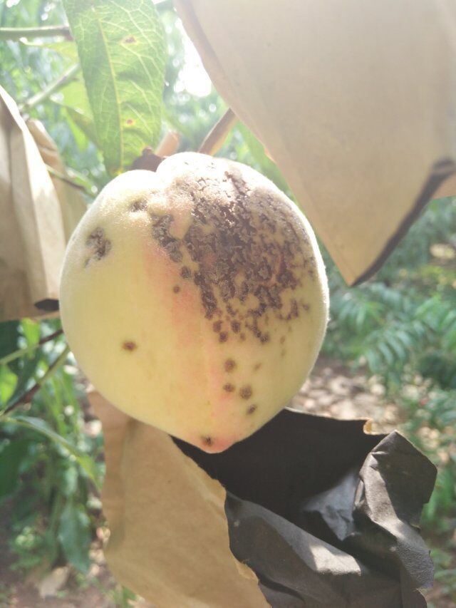 振兴桃果产业打造最美桃乡