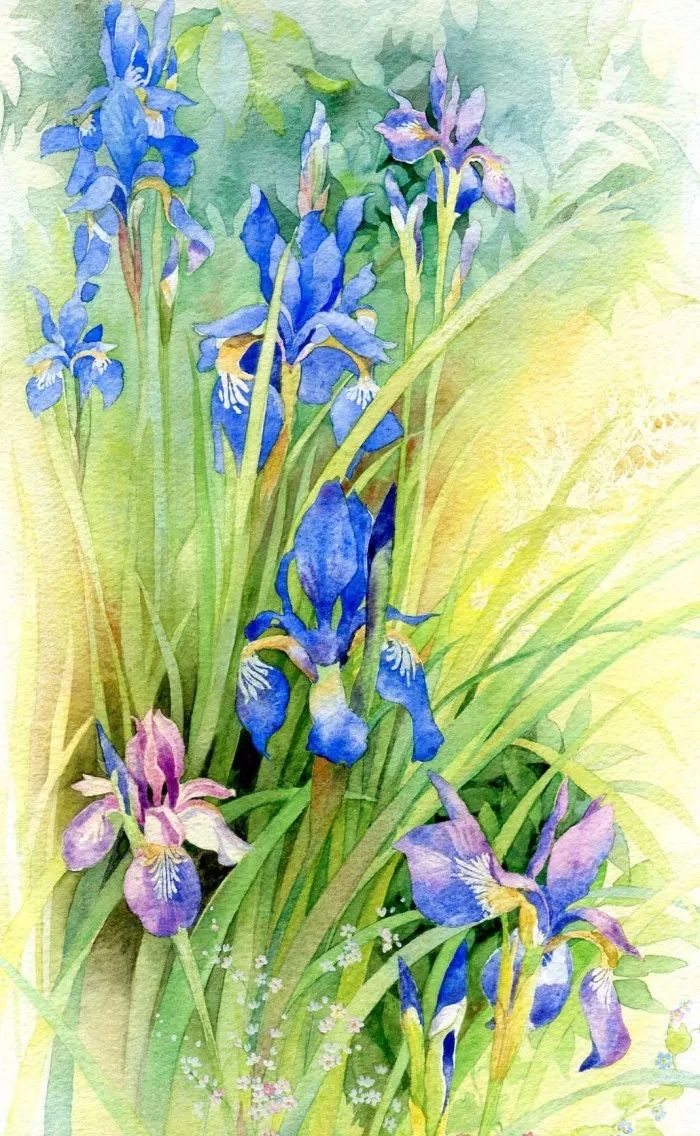 暗香浮动,艺术家手绘花卉水彩画集