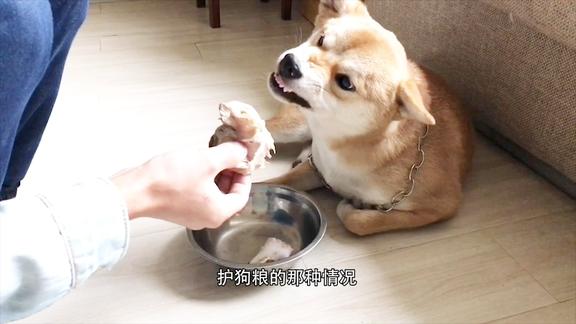 柴犬护食咬人小伙每次喂食都提心吊胆网友佩服你的勇气