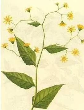 药师带你认草药——千里光_治疗